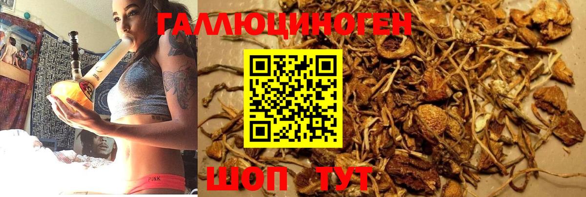 Галлюциногенные грибы Psilocybe Шахты